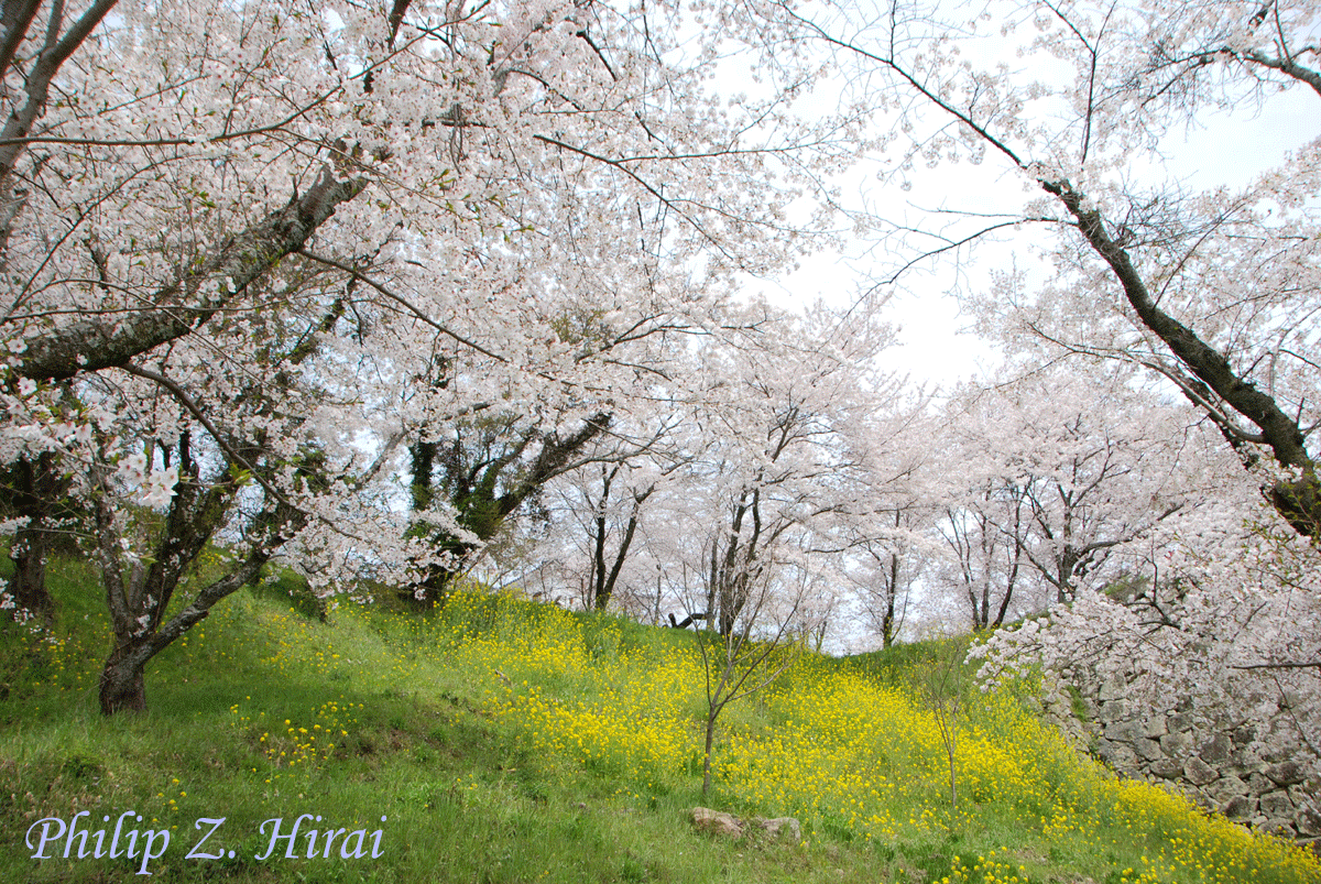 津山城址の桜