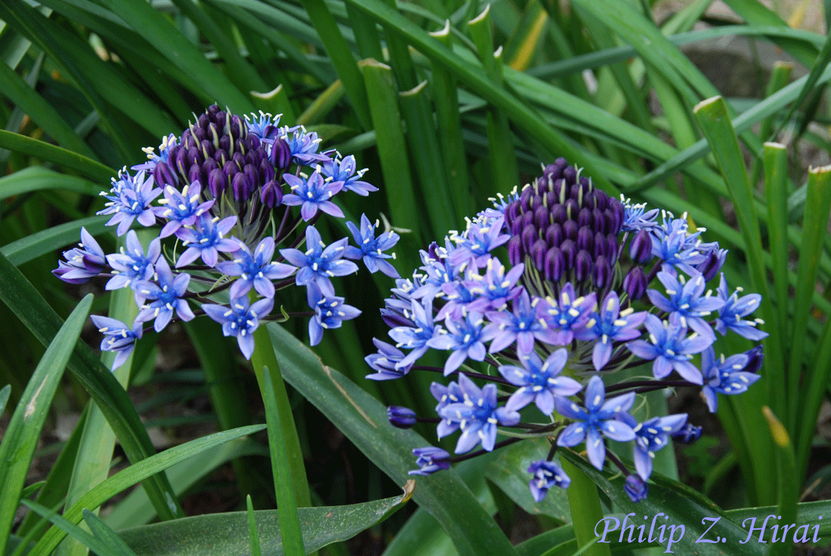 わが家の庭の花、シラー・ぺルビアナ